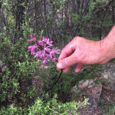 Dipodium punctatum (Blotched Hyacinth Orchid) at Tennent, ACT - 31 Dec 2016 by Nicolelawder