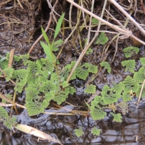 Azolla pinnata at Gordon, ACT - 2 Mar 2017