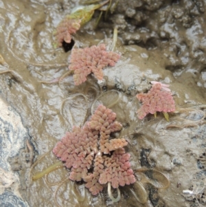 Azolla pinnata at Gordon, ACT - 2 Mar 2017