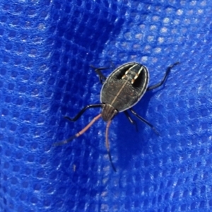 Poecilometis strigatus at Molonglo Valley, ACT - 23 Feb 2017