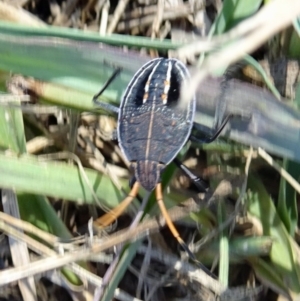 Poecilometis strigatus at Molonglo Valley, ACT - 23 Feb 2017 10:14 AM