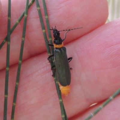 Chauliognathus lugubris (Plague Soldier Beetle) at Paddys River, ACT - 2 Mar 2017 by michaelb