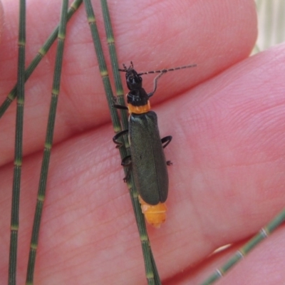 Chauliognathus lugubris (Plague Soldier Beetle) at Paddys River, ACT - 2 Mar 2017 by MichaelBedingfield