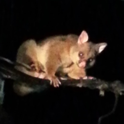 Trichosurus vulpecula (Common Brushtail Possum) at Kambah, ACT - 4 Mar 2017 by MatthewFrawley