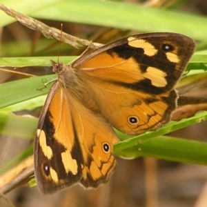 Heteronympha merope at Kambah, ACT - 4 Mar 2017 01:26 PM