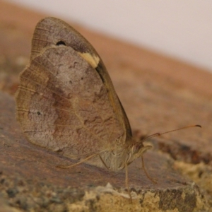 Heteronympha merope at Kambah, ACT - 4 Mar 2017 01:26 PM