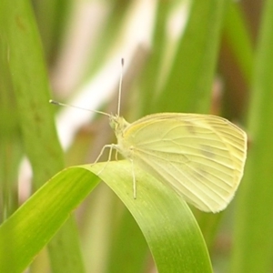 Pieris rapae at Kambah, ACT - 4 Mar 2017 04:06 PM