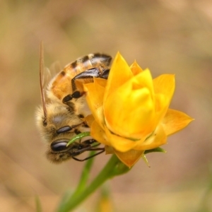 Apis mellifera at Kambah, ACT - 4 Mar 2017 04:11 PM