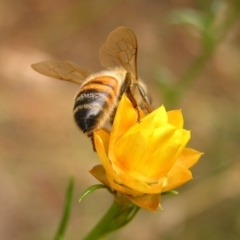 Apis mellifera at Kambah, ACT - 4 Mar 2017 04:11 PM