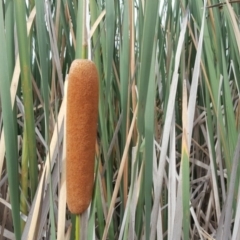 Typha orientalis (Broad-leaved Cumbumgi) at Wanniassa Hill - 4 Mar 2017 by Mike