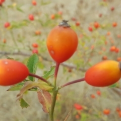 Rosa canina at Wanniassa Hill - 4 Mar 2017