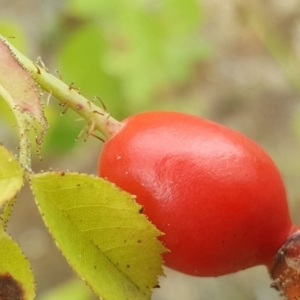 Rosa rubiginosa at Isaacs Ridge - 4 Mar 2017