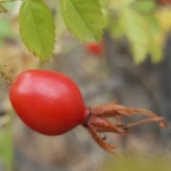 Rosa rubiginosa at Isaacs Ridge - 4 Mar 2017 03:44 PM