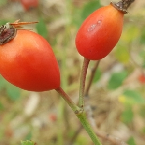 Rosa canina at Isaacs Ridge - 4 Mar 2017