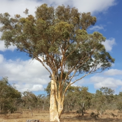 Eucalyptus mannifera (Brittle Gum) at Symonston, ACT - 28 Feb 2017 by Mike