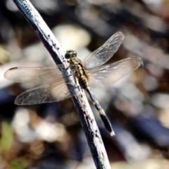 Orthetrum sabina (Slender Skimmer) at Bournda, NSW - 8 Feb 2017 by RossMannell