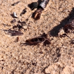 Gastrimargus musicus (Yellow-winged Locust or Grasshopper) at Bournda, NSW - 8 Feb 2017 by RossMannell