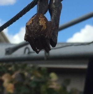 Hortophora transmarina at Fraser, ACT - 5 Mar 2017