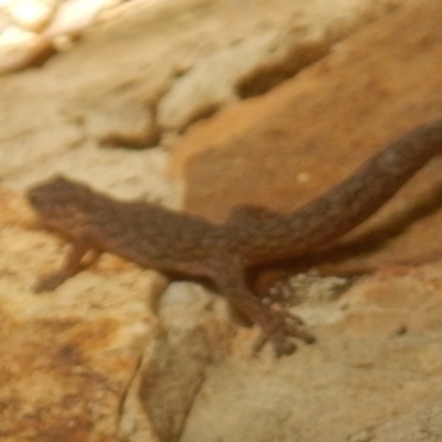 Christinus marmoratus (Southern Marbled Gecko) at Yarralumla, ACT - 3 Mar 2017 by MichaelMulvaney