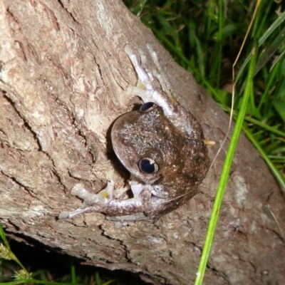 Litoria peronii (Peron's Tree Frog, Emerald Spotted Tree Frog) at Kalaru, NSW - 1 Jan 2017 by MichaelMcMaster