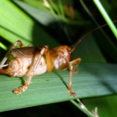 Paragryllacris sp. (Raspy cricket) at Kalaru, NSW - 1 Jan 2017 by MichaelMcMaster