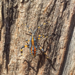 Amorbus sp. (genus) at Sutton, NSW - 5 Mar 2017 10:15 AM