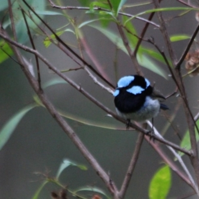 Malurus cyaneus (Superb Fairywren) at Kalaru, NSW - 12 Jan 2017 by MichaelMcMaster