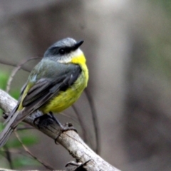 Eopsaltria australis (Eastern Yellow Robin) at Kalaru, NSW - 12 Jan 2017 by MichaelMcMaster