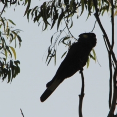 Zanda funerea (Yellow-tailed Black-Cockatoo) at Kalaru, NSW - 12 Jan 2017 by MichaelMcMaster