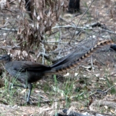 Menura novaehollandiae (Superb Lyrebird) at Kalaru, NSW - 12 Jan 2017 by MichaelMcMaster