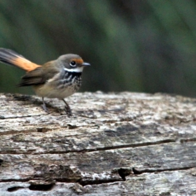 Rhipidura rufifrons (Rufous Fantail) at Kalaru, NSW - 13 Jan 2017 by MichaelMcMaster