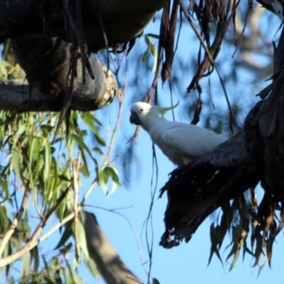 Cacatua galerita (Sulphur-crested Cockatoo) at Kalaru, NSW - 13 Jan 2017 by MichaelMcMaster