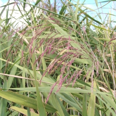 Phragmites australis (Common Reed) at Fyshwick, ACT - 4 Mar 2017 by MatthewFrawley