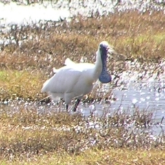 Platalea regia (Royal Spoonbill) at Fyshwick, ACT - 4 Mar 2017 by MatthewFrawley