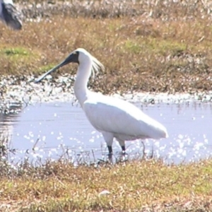 Platalea regia at Fyshwick, ACT - 5 Mar 2017