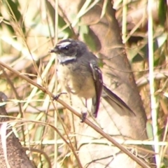 Rhipidura albiscapa (Grey Fantail) at Fyshwick, ACT - 5 Mar 2017 by MatthewFrawley