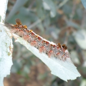 Euproctis baliolalis at Parkes, ACT - 26 Feb 2017