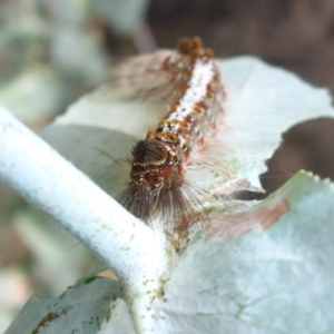 Euproctis baliolalis at Parkes, ACT - 26 Feb 2017