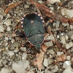 Notius depressus (Shield bug) at Tidbinbilla Nature Reserve - 4 Mar 2017 by JohnBundock