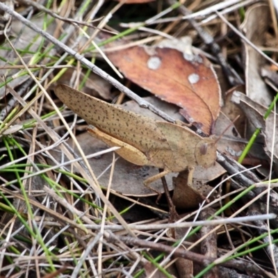 Goniaea australasiae (Gumleaf grasshopper) at Green Cape, NSW - 13 Feb 2017 by RossMannell