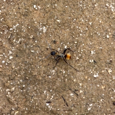 Polyrhachis ammon (Golden-spined Ant, Golden Ant) at Green Cape, NSW - 13 Feb 2017 by RossMannell