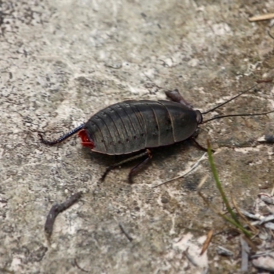 Polyzosteria aenea (Pink-tailed heath cockroach) at Green Cape, NSW - 13 Feb 2017 by RossMannell