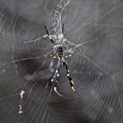 Nephila plumipes (Humped golden orb-weaver) at Green Cape, NSW - 12 Feb 2017 by RossMannell