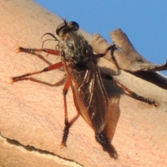 Neoaratus hercules (Herculean Robber Fly) at Tennent, ACT - 4 Jan 2017 by MichaelBedingfield