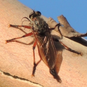 Neoaratus hercules at Tennent, ACT - 4 Jan 2017 07:16 PM