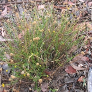 Calotis lappulacea at Garran, ACT - 1 May 2016