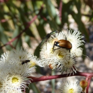 Phyllotocus rufipennis at Molonglo Valley, ACT - 1 Dec 2016 11:54 AM