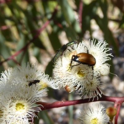 Phyllotocus rufipennis (Nectar scarab) at Sth Tablelands Ecosystem Park - 1 Dec 2016 by AndyRussell