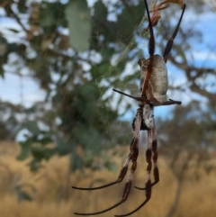 Trichonephila edulis (Golden orb weaver) at Googong, NSW - 6 Mar 2017 by Wandiyali