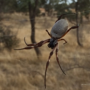 Trichonephila edulis at Googong, NSW - 6 Mar 2017 11:56 AM